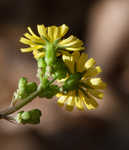 Oriental false hawksbeard